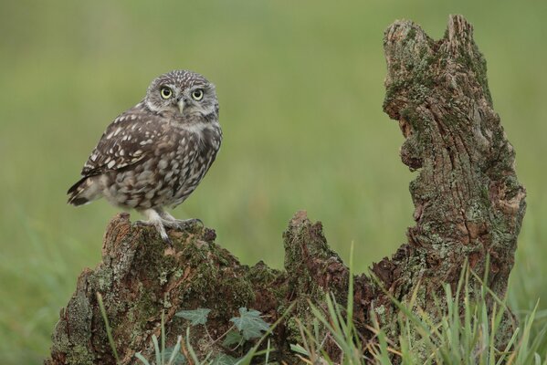 The look of an owl sitting on a snag