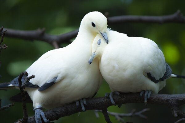 Tierna pareja de palomas blancas