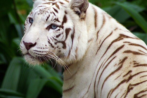 El tigre blanco, de ojos azules es hermoso