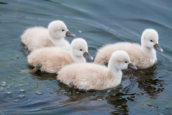 Fond d écran de bureau cygne dans l eau