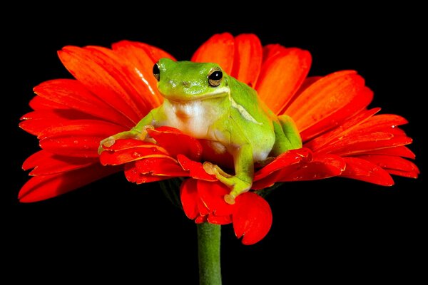 Frosch auf einer Blume unter extremen Bedingungen