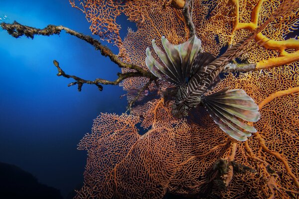 Pesce leone sullo sfondo dei coralli nel mare