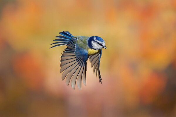 Oiseau vue de mésange sur fond flou