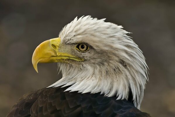 Aigle, oiseau fier et beau