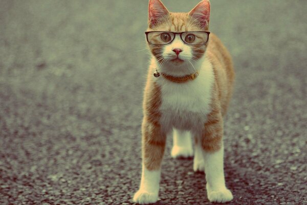 Intellectuel roux, chat à lunettes, animal de compagnie