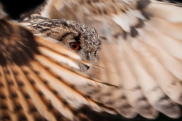 The eagle-eyed owl will not miss the prey