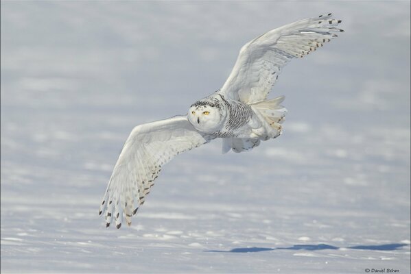 Polar owl flying over the snow