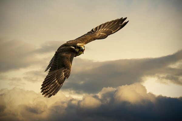 Vol d un aigle puissant au-dessus de la Suisse