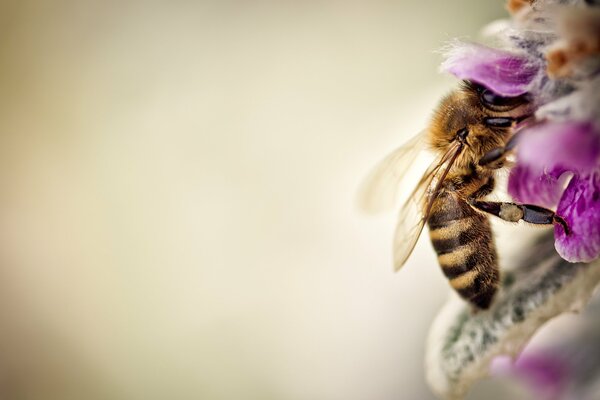 Abeille boit nectar, photo de gros plan d une abeille en fleur