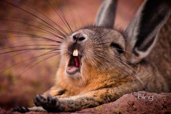 Potyagushki rodent mountain whiskey. Rodent whiskers