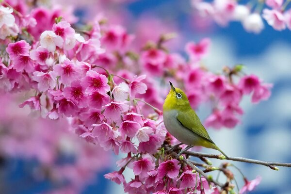 A bird on a sakura branch in the spring season