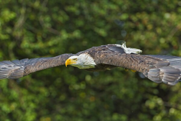 The winter eagle spread its wings wide