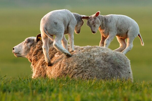 Sur l herbe se trouve un mouton avec des agneaux