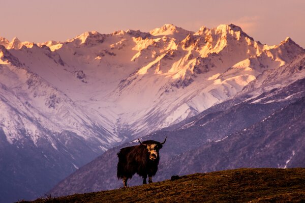 Yak vor dem Hintergrund der schneebedeckten Berge