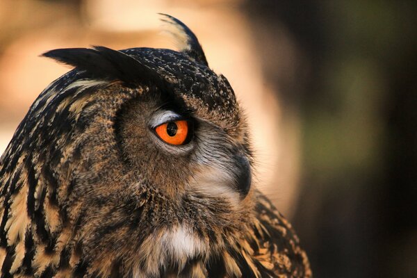 An owl with orange eyes in profile