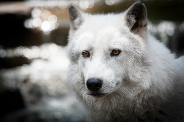 Loup blanc et l éblouissement de la lumière