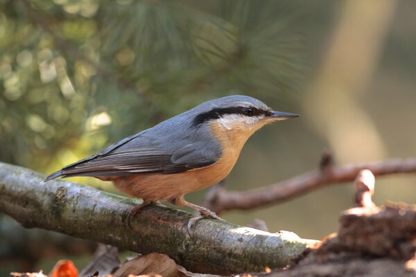 A gray bird on a branch