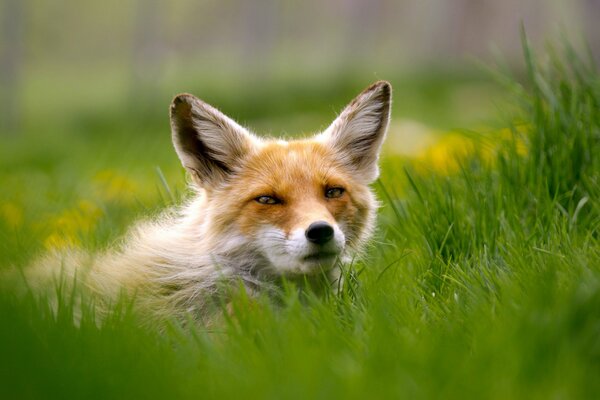 Renard roux dans l herbe verte