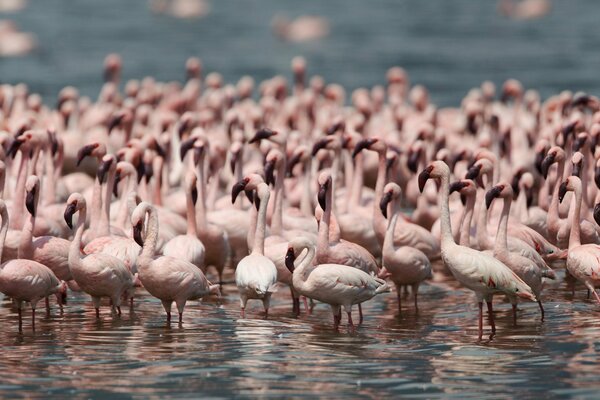 Stado różowych flamingów na jeziorze