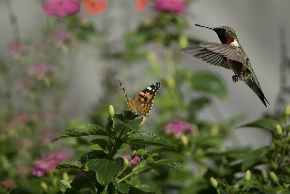 Kolibri und Schmetterling auf einer sonnigen Blumenwiese