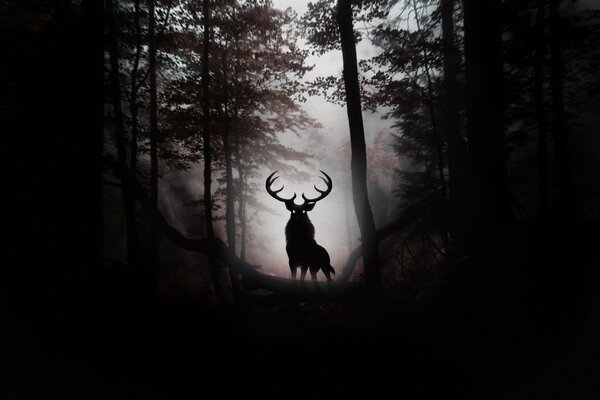 Image of a deer in a dark forest on a hill