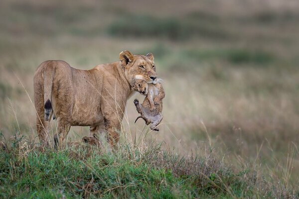 A lioness with her lion cub in the wild