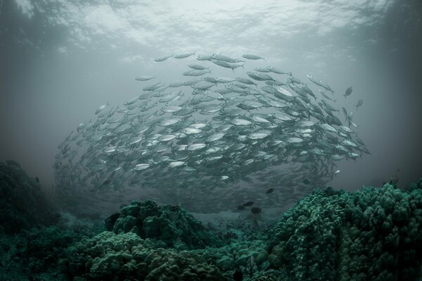 Un banco de peces en el desove en el océano