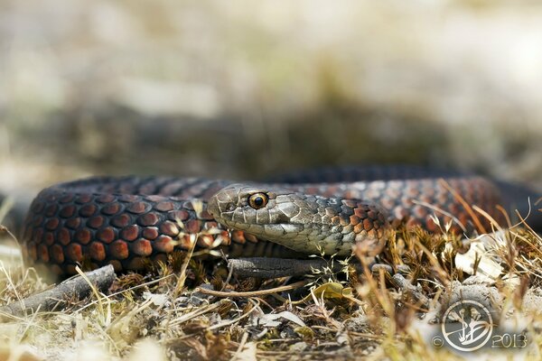 Wild snake merged with nature