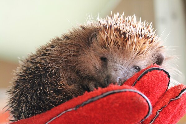 Cute hedgehog is lying on a red glove