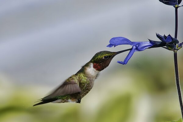 Colibrì che beve nettare da un fiore blu