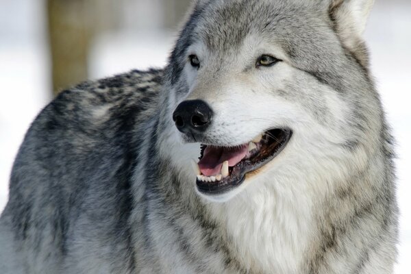 Die Schnauze eines Wolfes im Winterwald