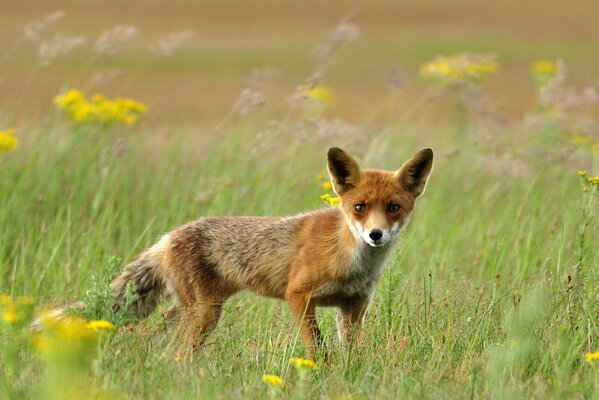 Roter Fuchs auf dem Rasen mit gelben Blüten