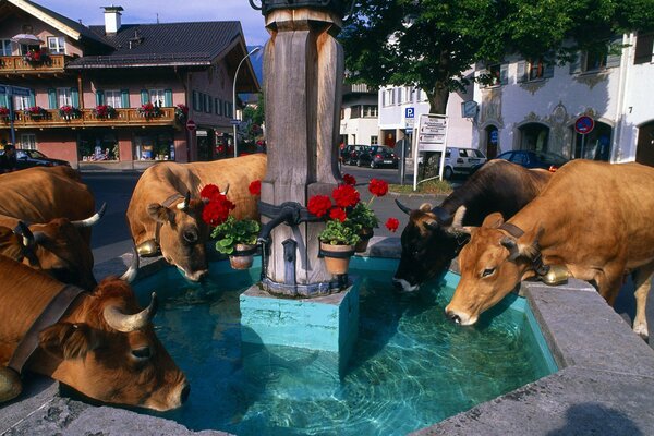 Kühe trinken aus dem Brunnen