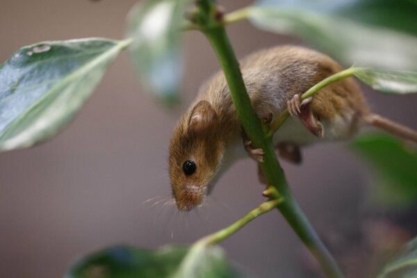 A mouse vole is sitting on a branch