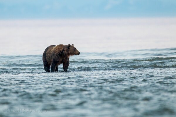 Ein Bär am See läuft auf dem Wasser