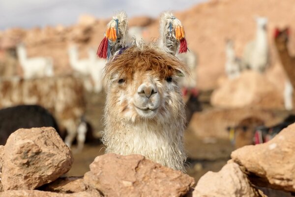 Llama en familia en Bolivia