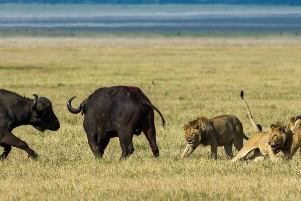 Lion hunting for buffaloes