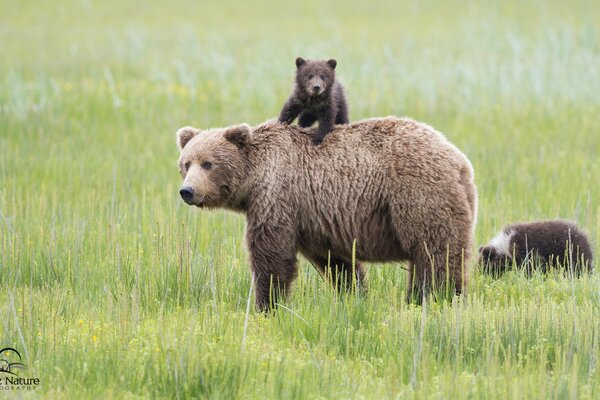 Braunbär geht mit Bären spazieren