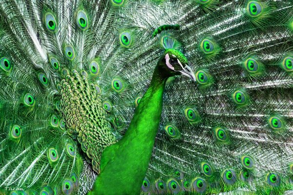 Peacock feathers have a beautiful green shade