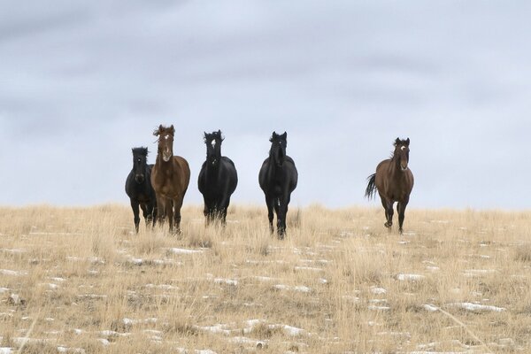 Caballos salvajes en el campo nocturno