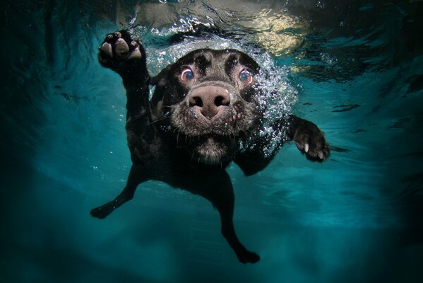 Schwarzer Hund fiel ins Wasser