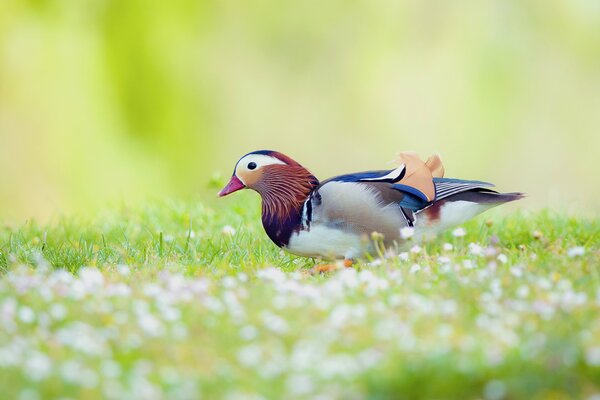 Mandarin duck among wildflowers