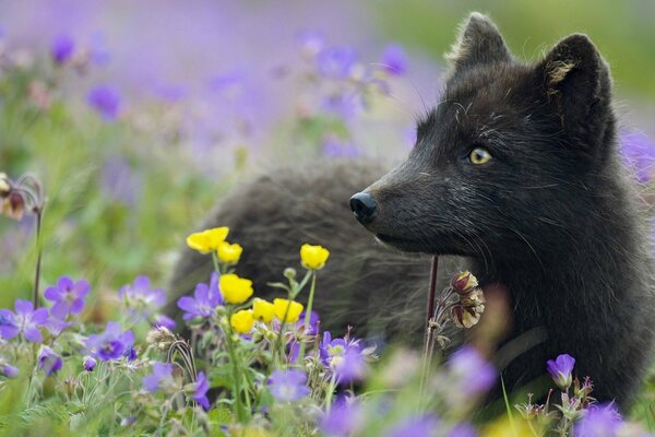 Schwarzer Fuchs zwischen Gras und Blumen