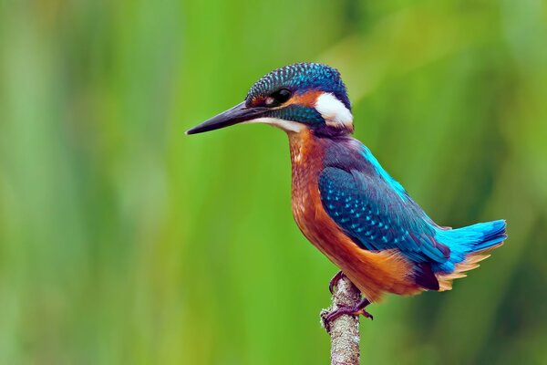 A bright bird on a green background