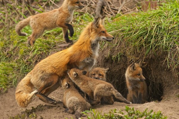 Los zorros salieron con su madre a dar un paseo