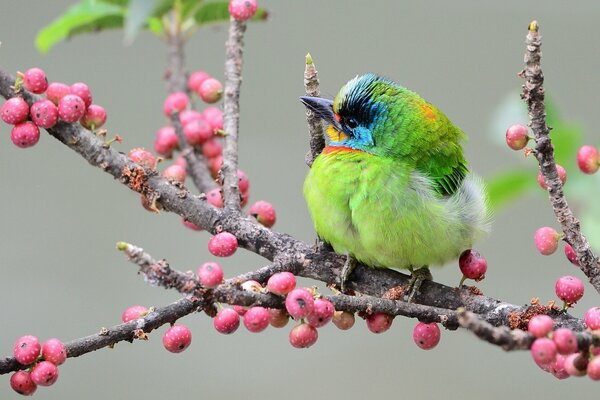 Beautiful picture - Asian woodpecker on a branch