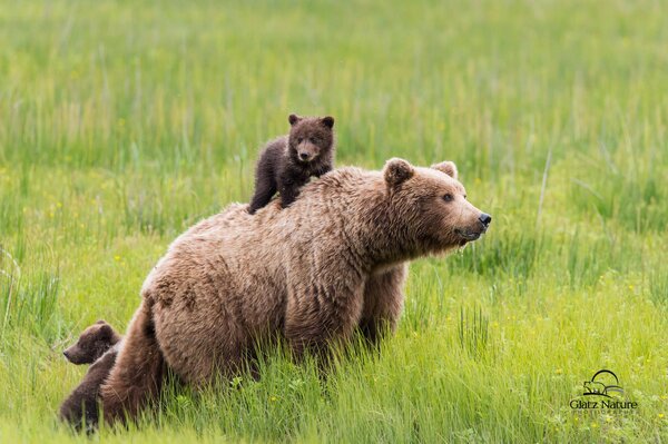 Orso con i suoi cuccioli in campo