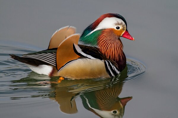 Mandarin duck swims in the pond