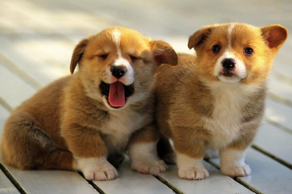 Piccoli bellissimi cuccioli seduti insieme