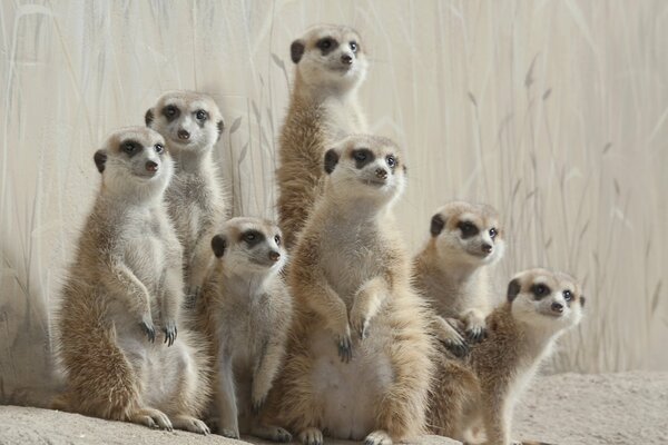 L activité préférée des suricates pour poser au photographe